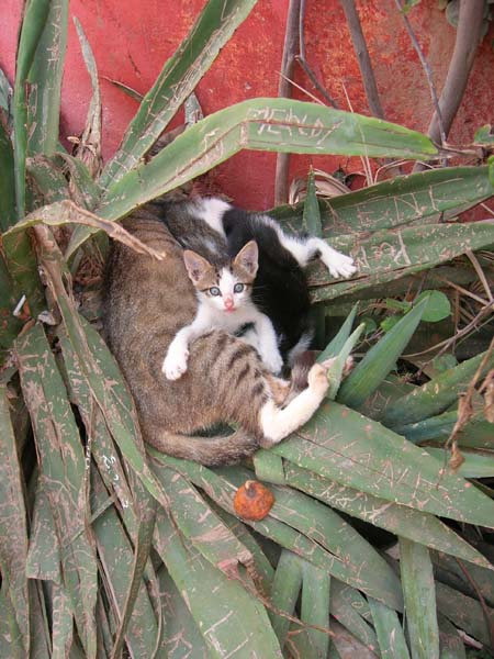 Diapositive suivante